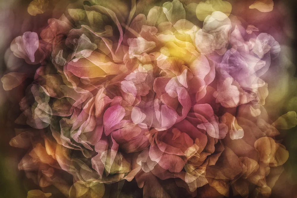 Shumilova, Ludmila: Metamorphose
