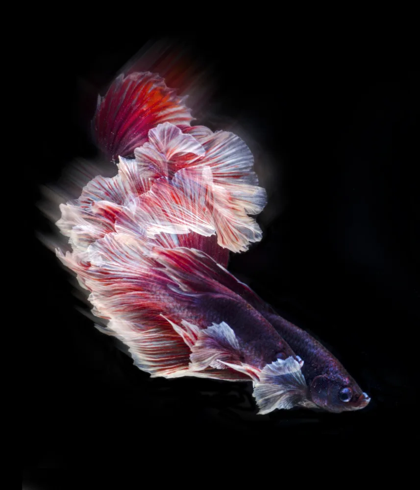 Aditya, Rawisyah: On motion