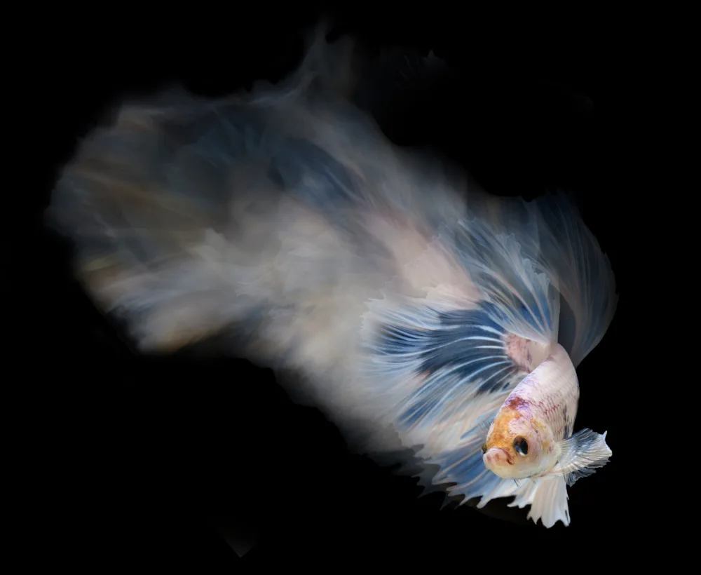 Aditya, Rawisyah: Motion