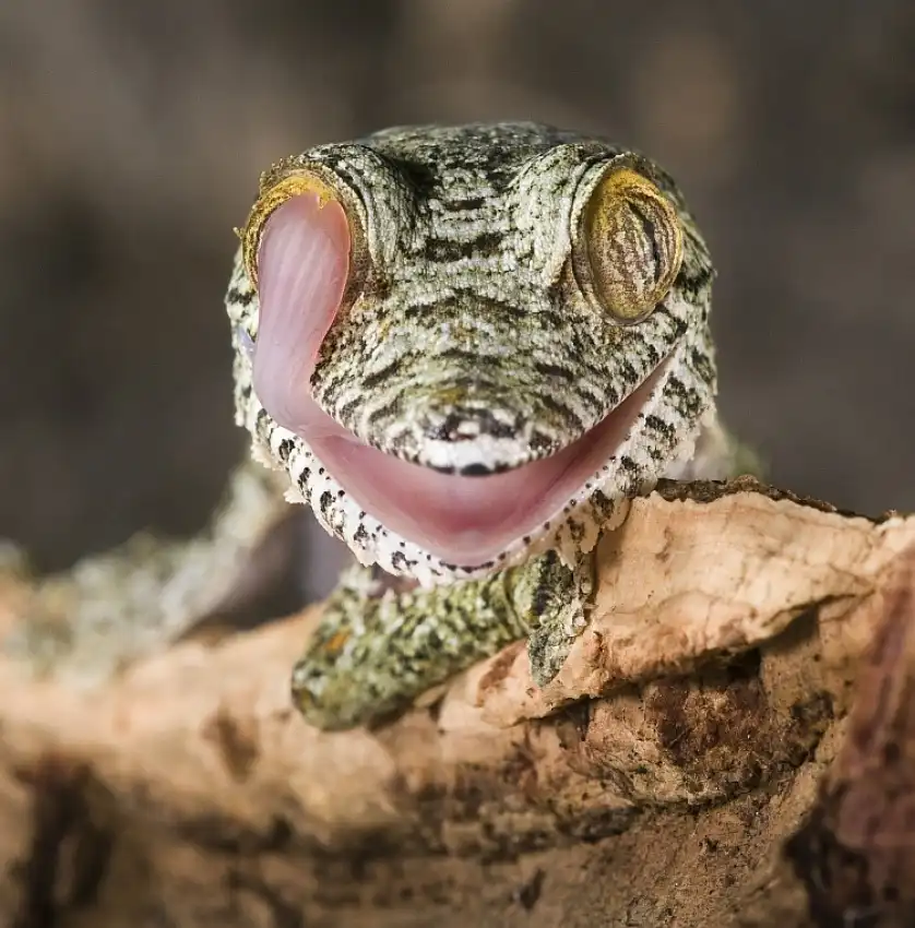 Hakonsen, Thor: uroplato fimbriatus