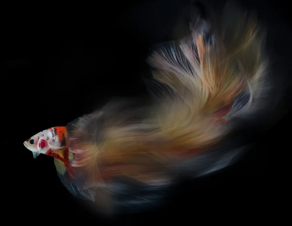 Aditya, Rawisyah: Colorful bettafish motion