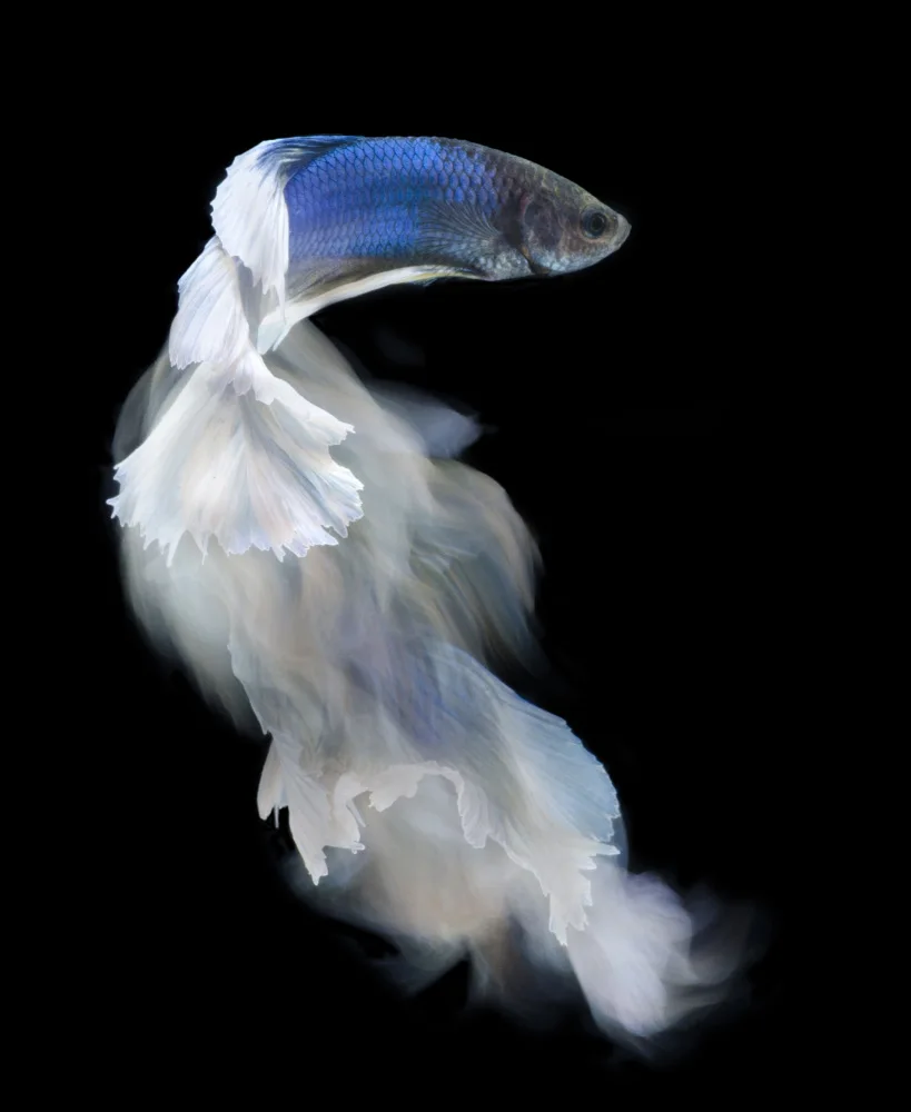 Aditya, Rawisyah: Blue and white bettafish
