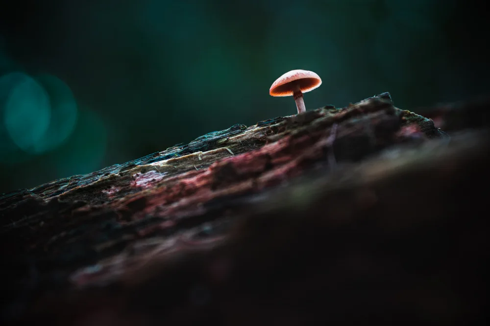 Virág, Dávid: Tiny Mushroom