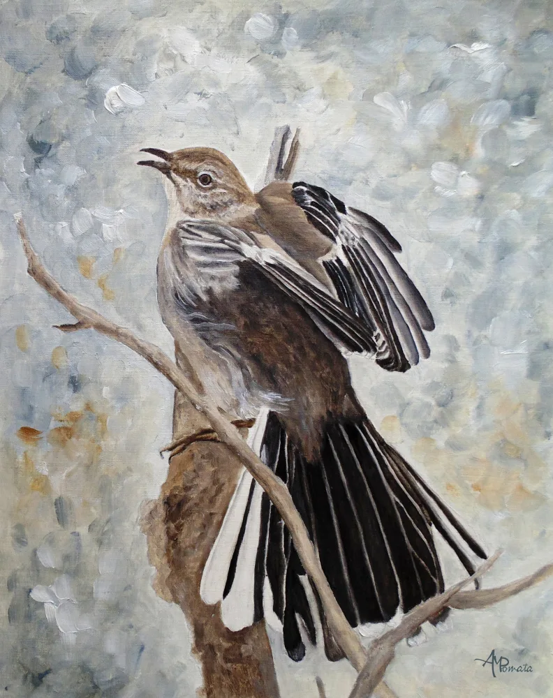 Pomata, M. Angeles: Grandeur de l'oiseau moqueur