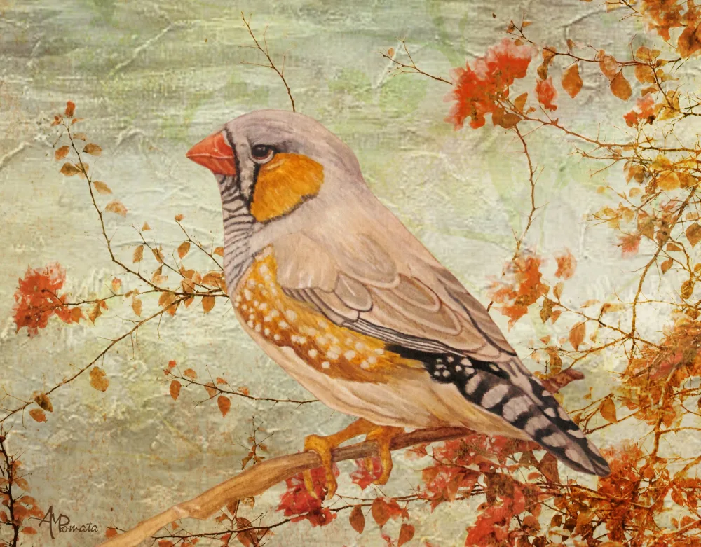 Pomata, M. Angeles: Pinzón cebra entre almendros