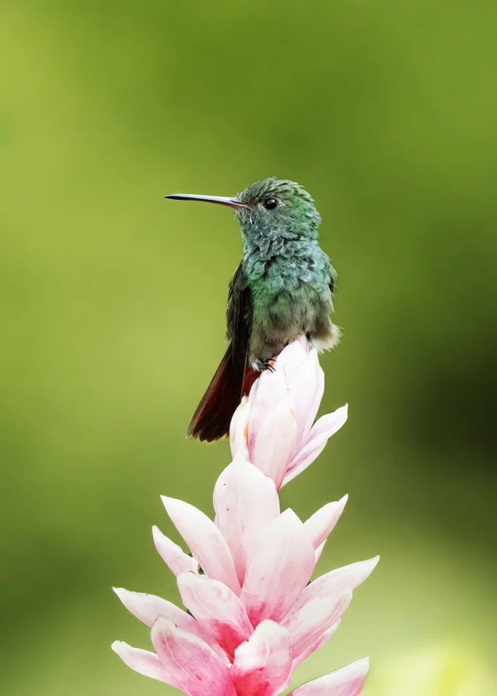 Chen, Ming: Hummingbird