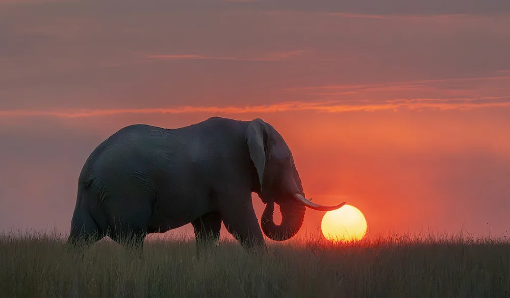 Thwaits, Yun: Elephant Rolling Fireball