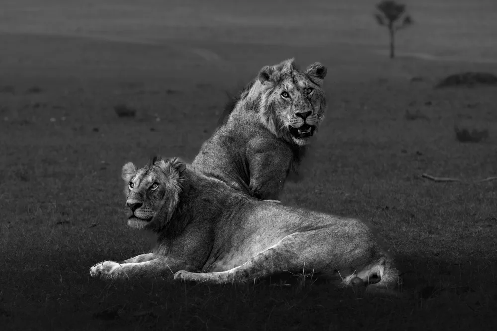 Roshkumar: Pride United....
