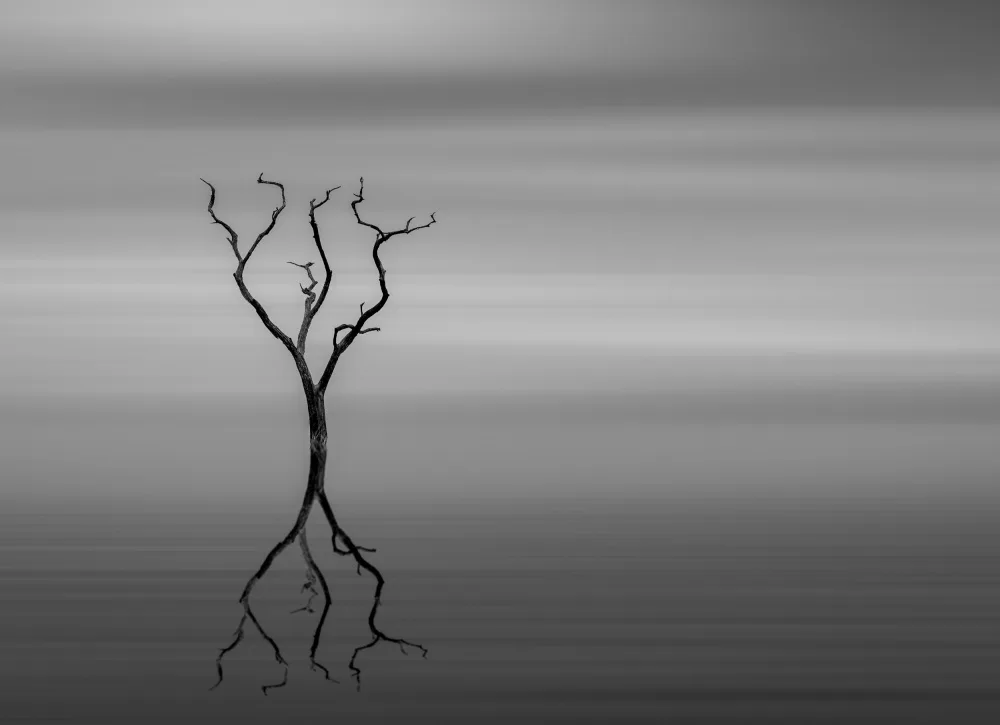 Singh, Anita: Stillness