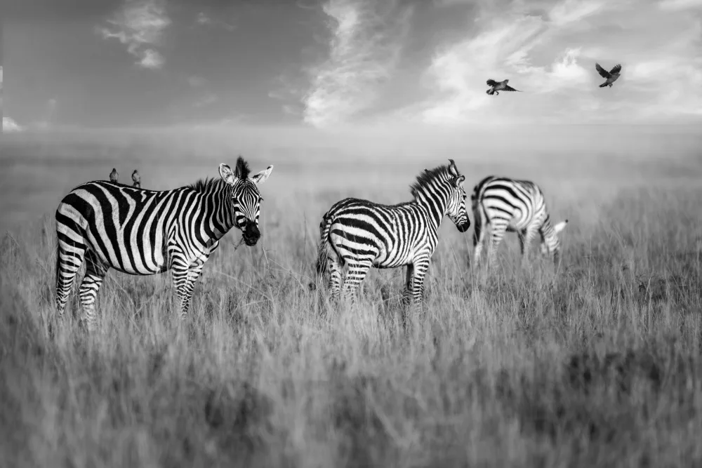 Singh, Anita: Morning grazing