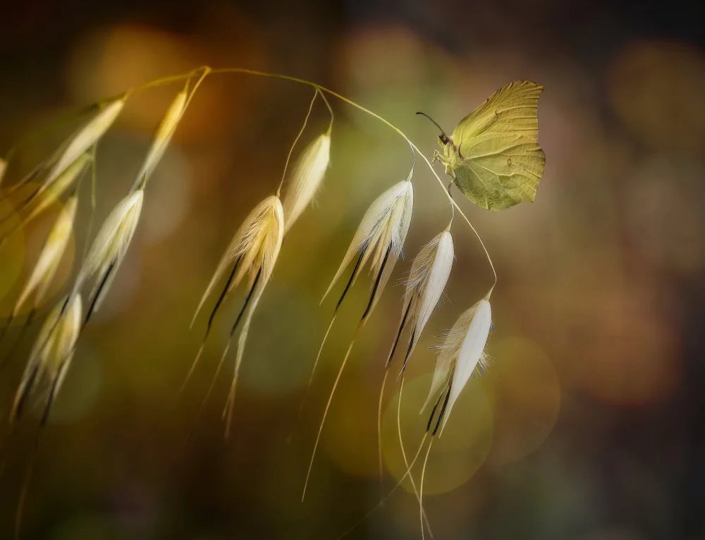 Cseresnjes, Anna: Flores