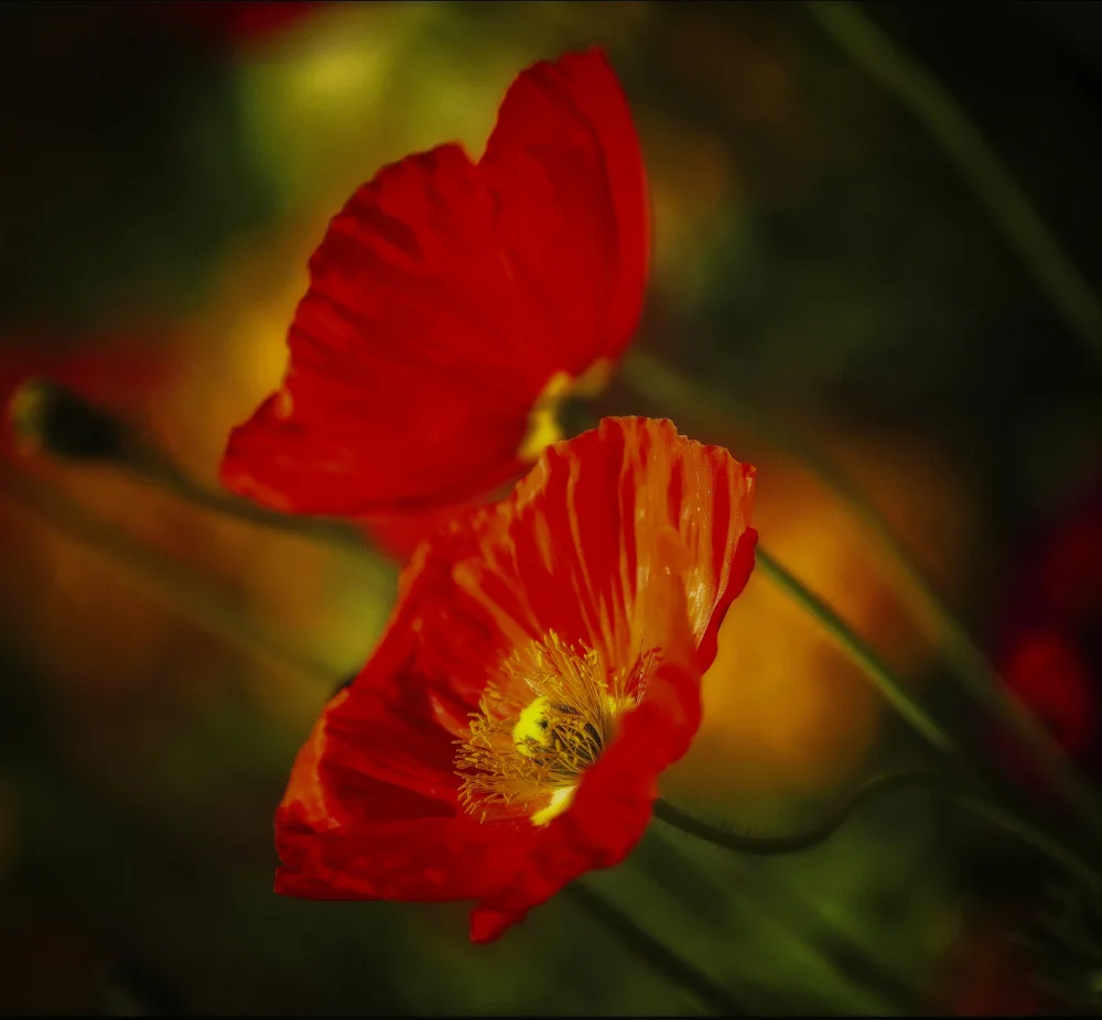 Cseresnjes, Anna: Flores