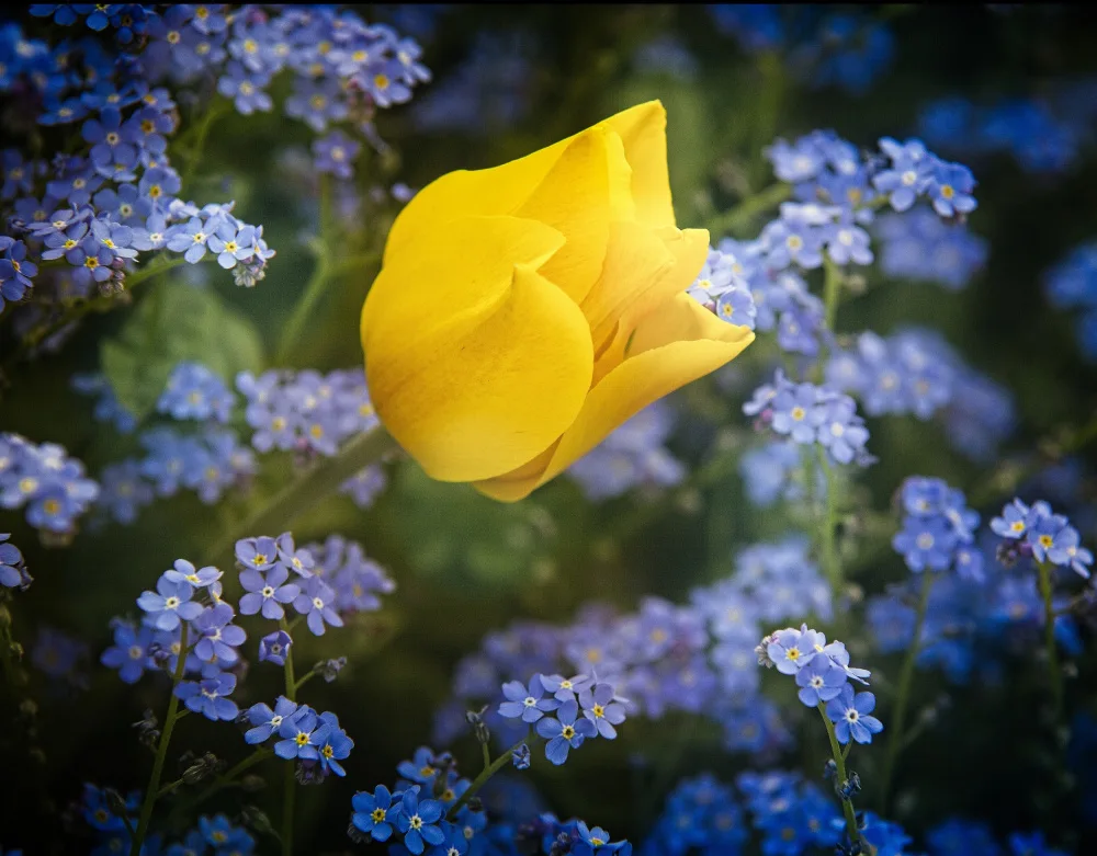 Cseresnjes, Anna: algunas flores para Ucrania