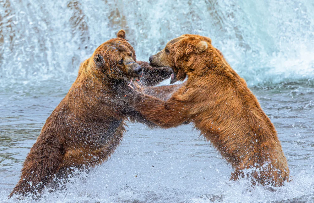 Liu, Yanny: Fight for fish