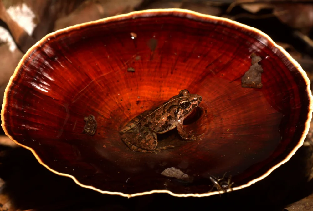 Tambe, Kedar: frog found in waterfilled mushroom