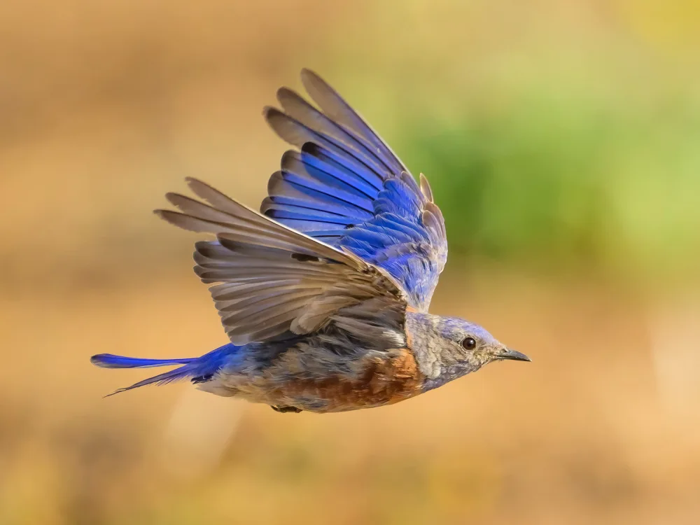 Wang, Moses: Westlicher Blubird im Flug