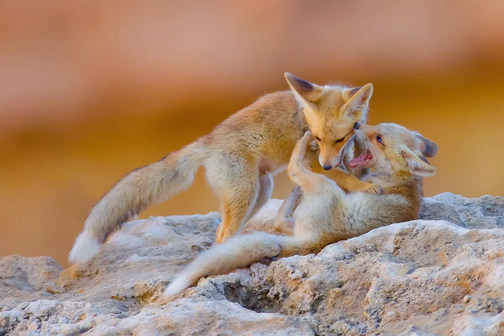 Manusevich, David: Fox family