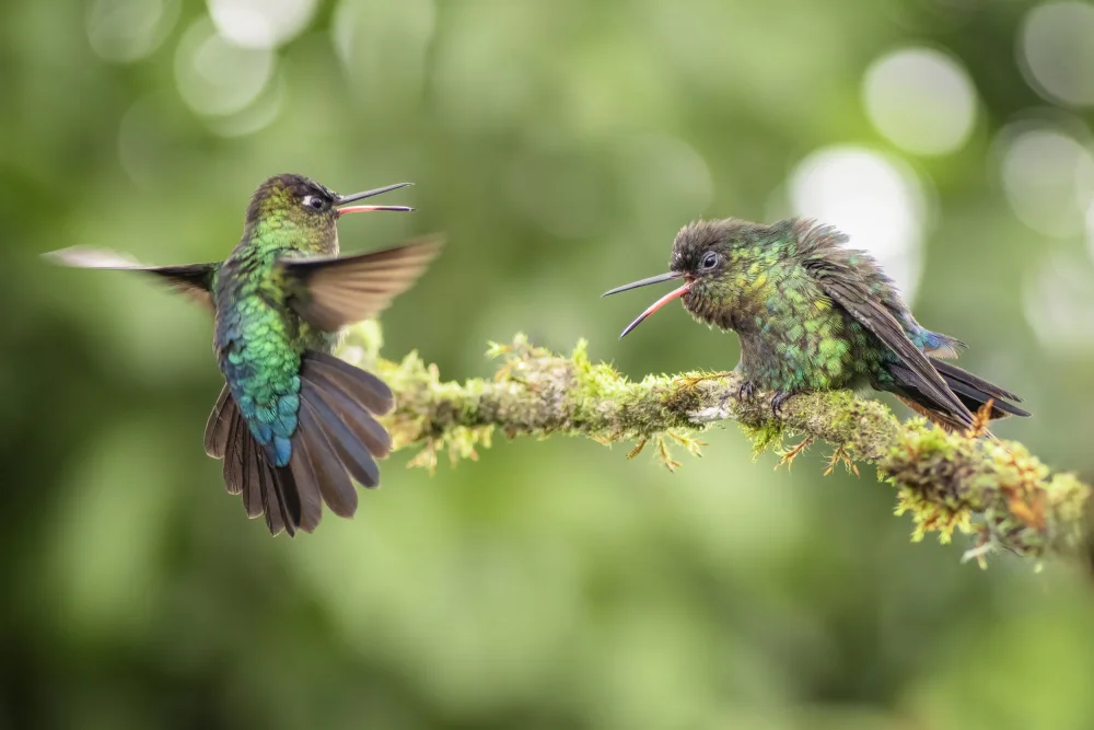 Chen, Ming: Declaration of hummingbird