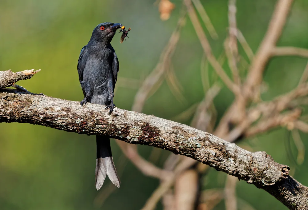 Miksik, Ivan: Ashy drongo with prey