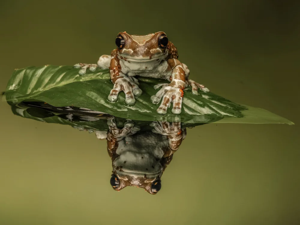 Bennion, David: Amazon Milk Frog