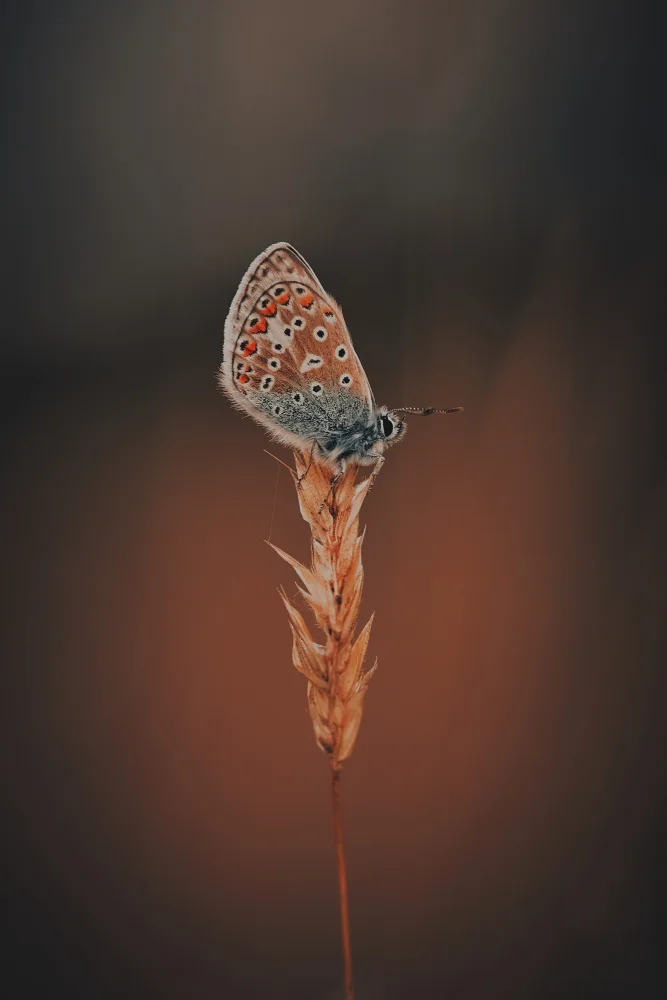 Williams, Stuart: Colours of a Blue