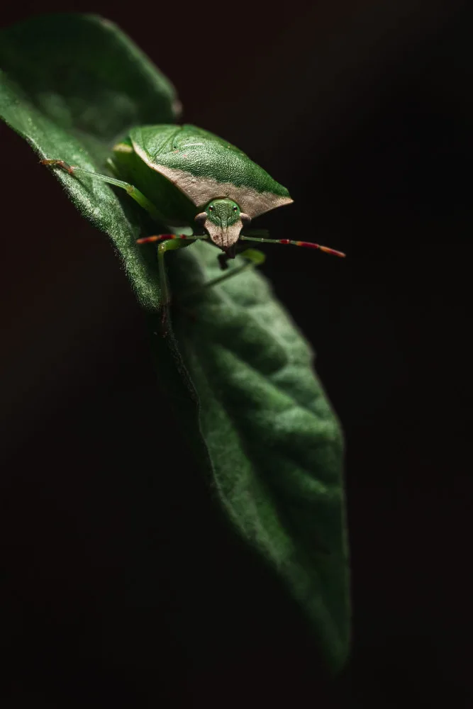 Virág, Dávid: Bug du soldat vert