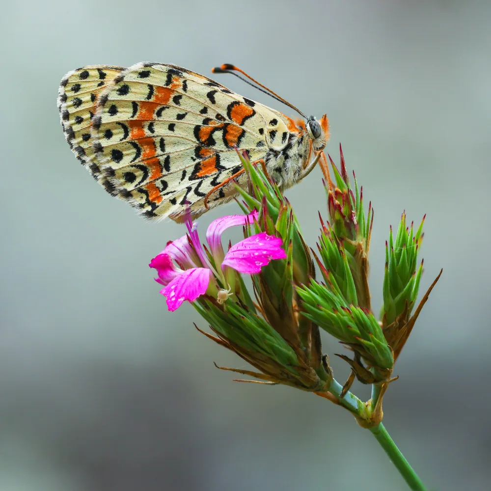 Tudose, Adrian: Spot color