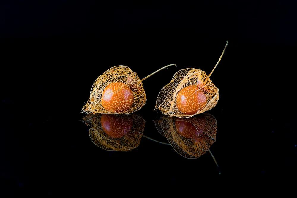 Zhu, Jay: fruta latina