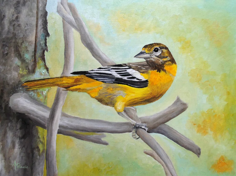 Pomata, M. Angeles: Oriole de Baltimore