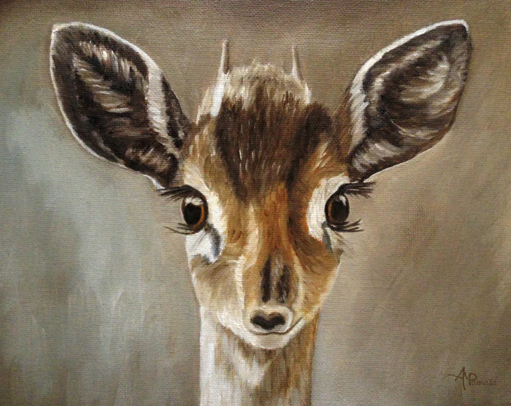 Pomata, M. Angeles: Dik Dik aux grands yeux