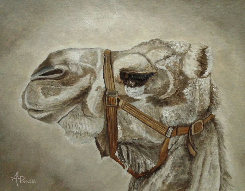 Pomata, M. Angeles: Camel Portrait