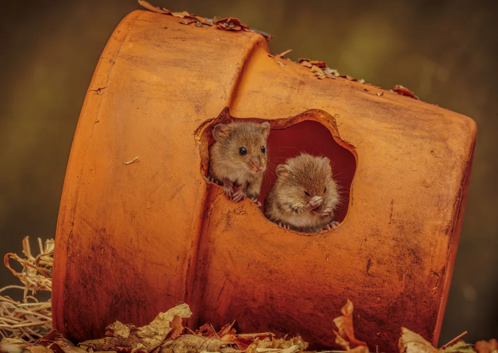Bennion, David: Harvest Mice in plant pot
