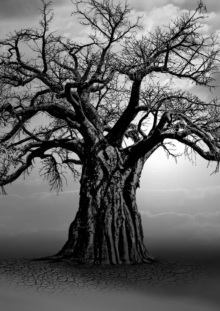 Kaminski, Carlo: Africký baobab při západu slunce