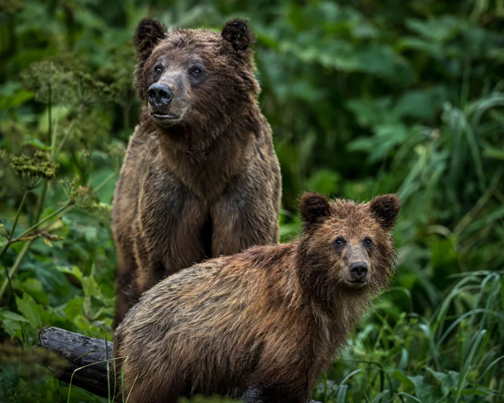Li, Wanghan: People Watching - Haines, Alaska 7/26/2023