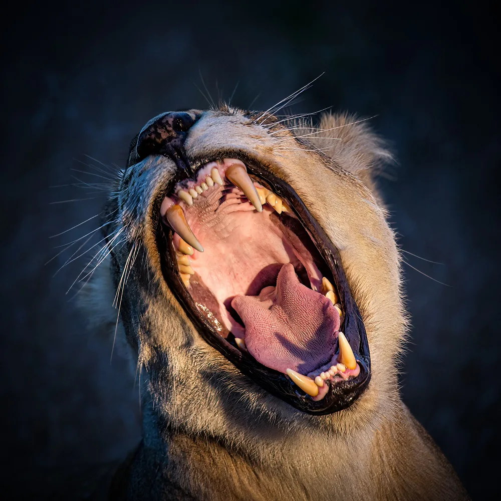 Bashlian, Raffi: The Wild Yawn