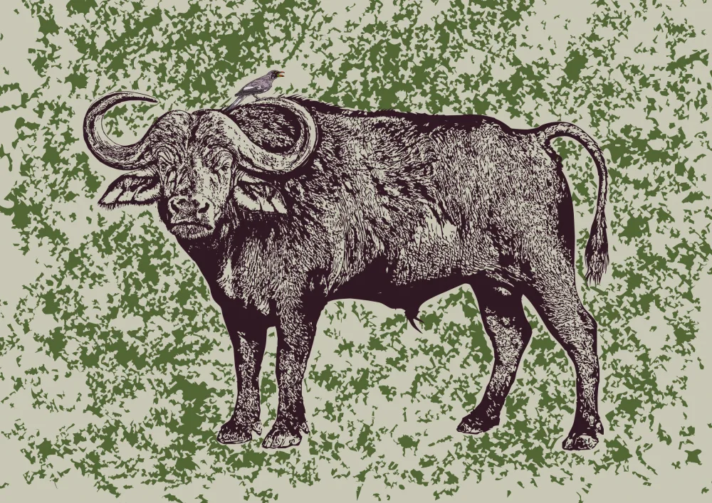 Kaminski, Carlo: Búfalo del Cabo y Oxpecker