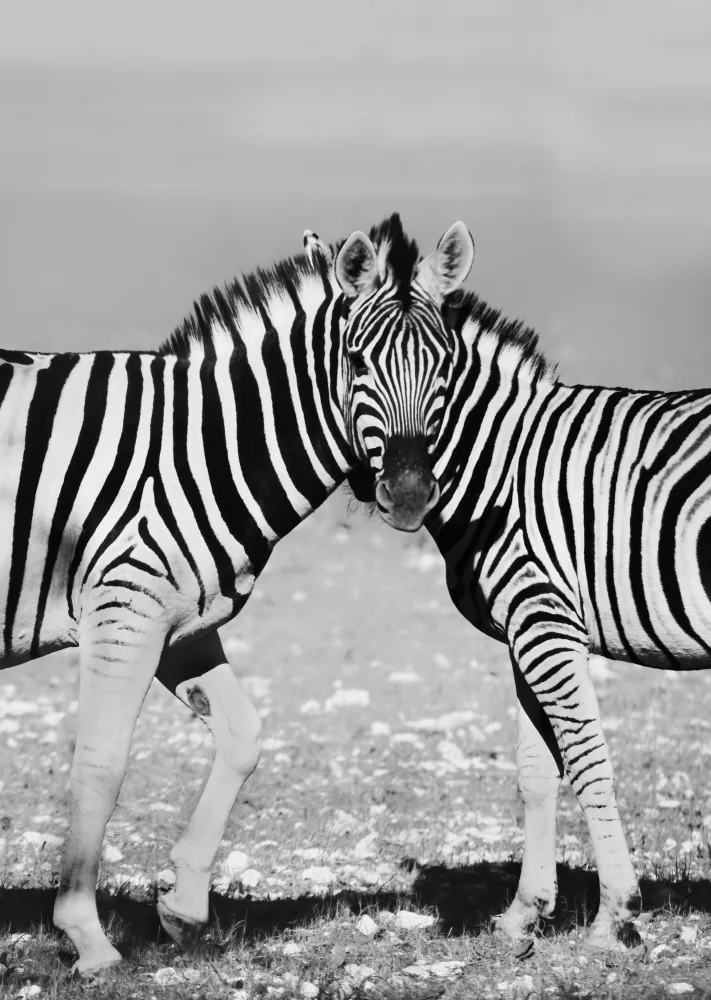 Tang, D. Lisa: Zwei Zebras