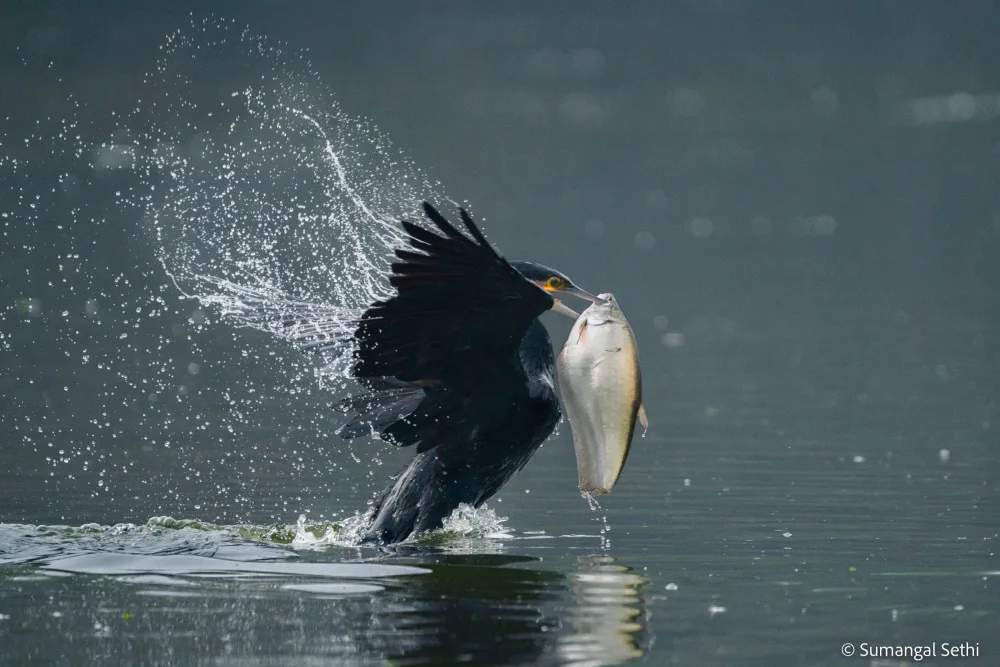 Sethi, Sumangal: Hunting
