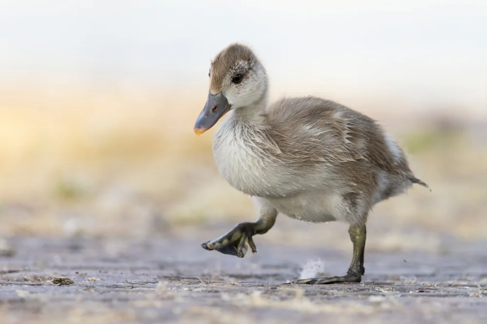 Bolla, Paolo: Little Red-crested Pochard