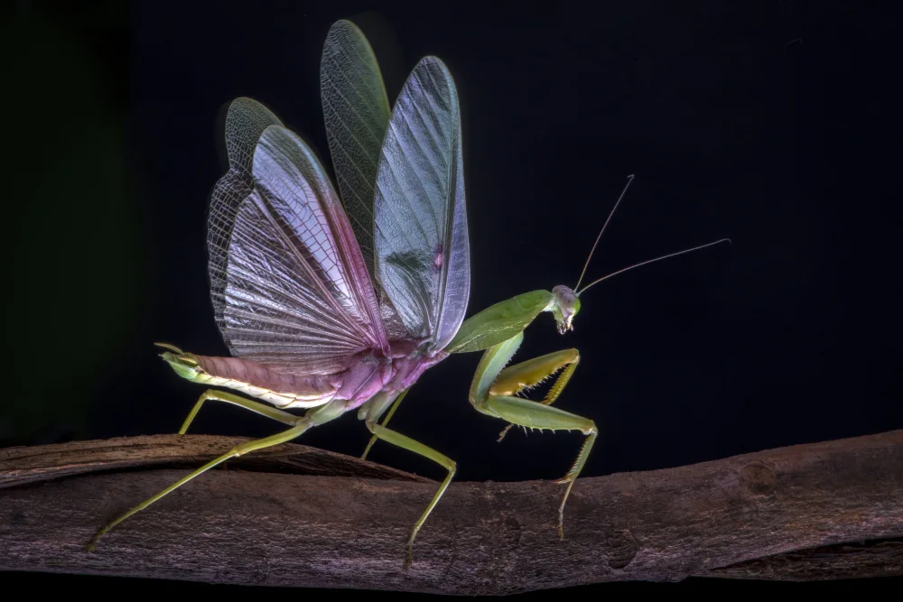 Setiadi, Ajar: Mantis blooming