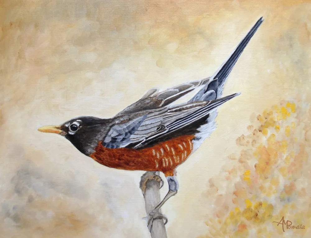 Pomata, M. Angeles: Morning Stretch American Robin
