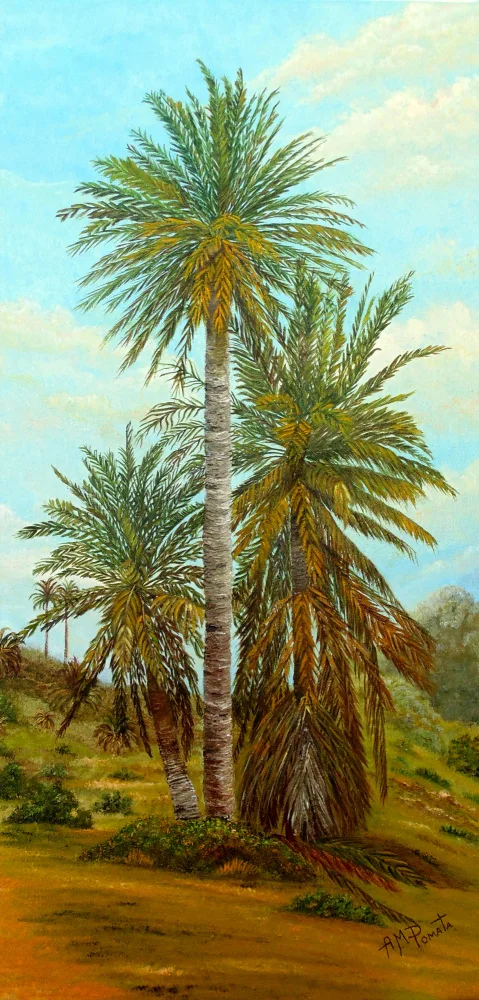 Pomata, M. Angeles: Palm Trees