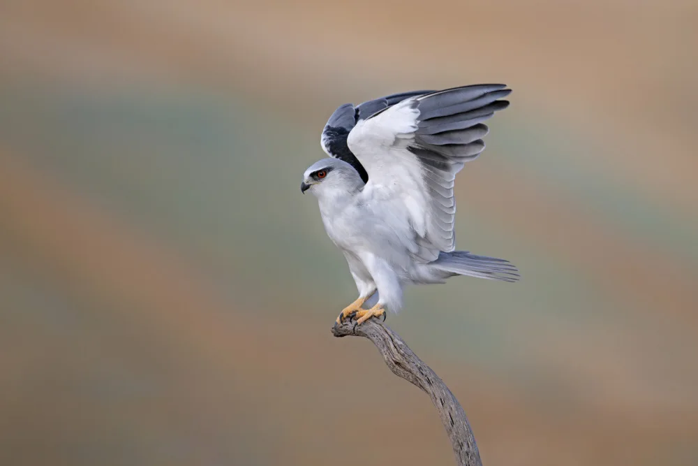 levi, nissim: Black-winged Kite