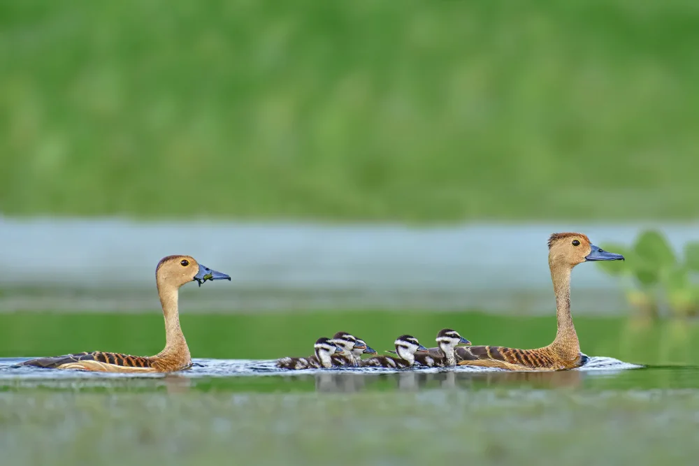 Ghosh, Pinaki: Lesser whistling duck Family