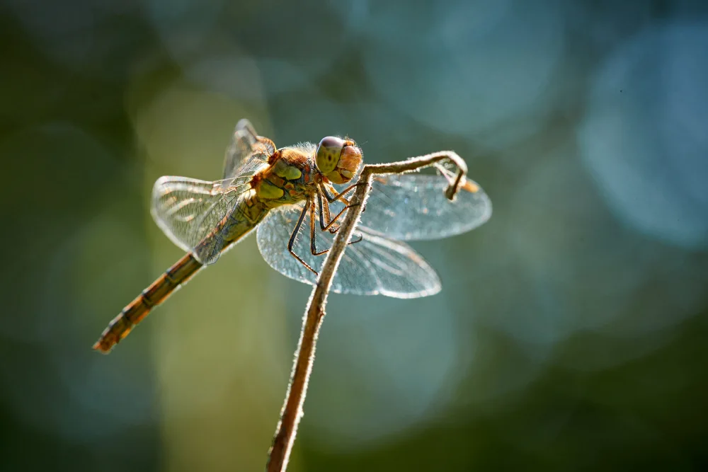 Balzer, Bodo: Dragonfly in backlight