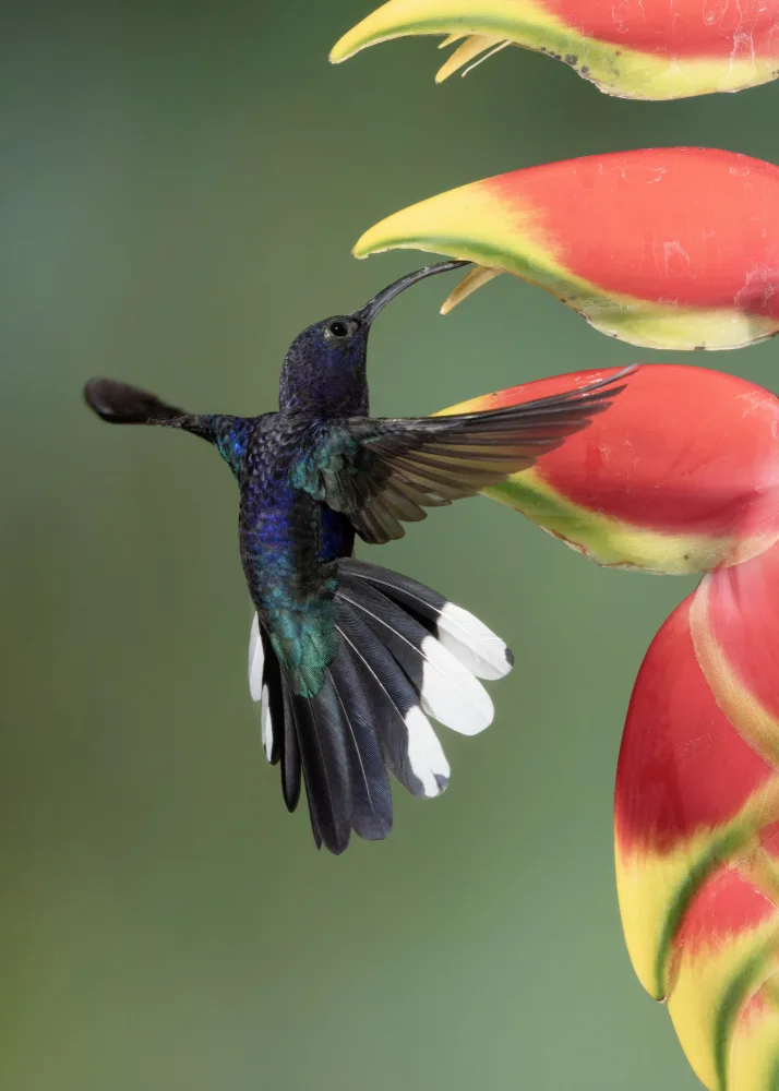 Xu, Sheila: A violet sabrewing