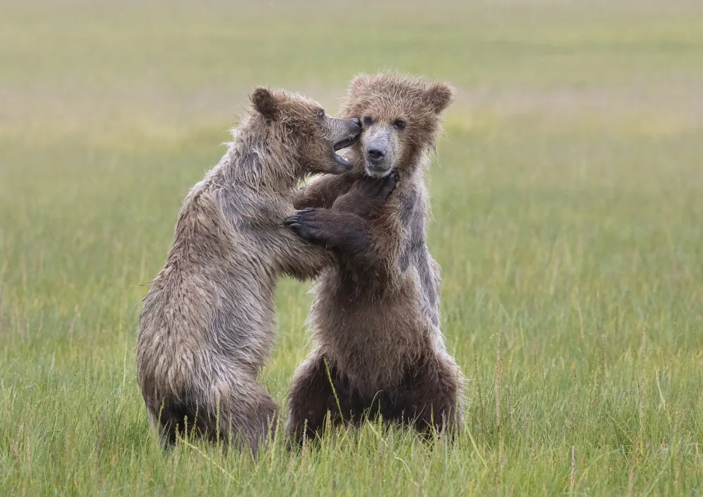 Lester, D Linda: Cuccioli di orso che giocano
