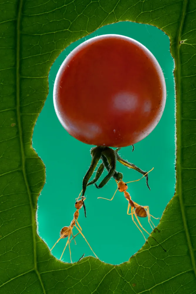 Setiadi, Ajar: Ants group1