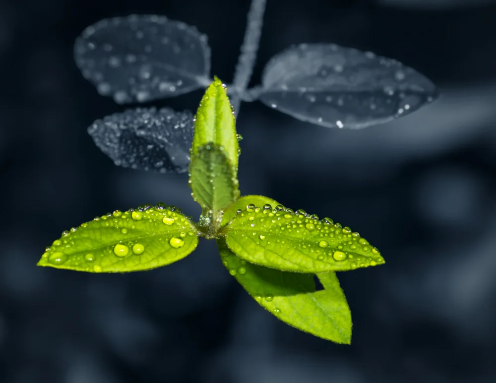 Cai, Xiao: Water Drops on Green Leaves