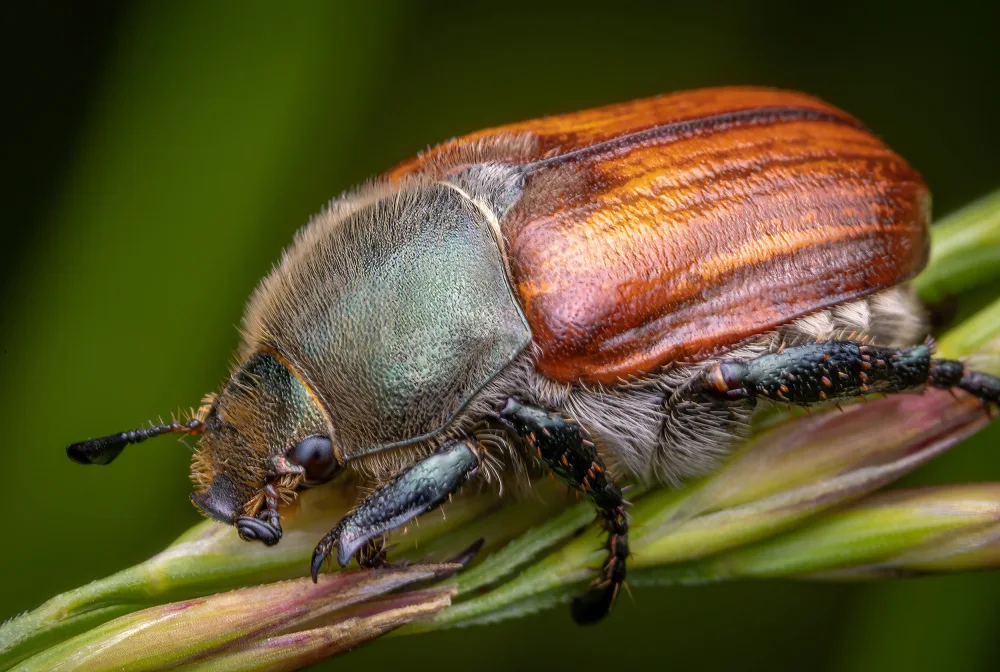 Andrica, Eduard: The chafer